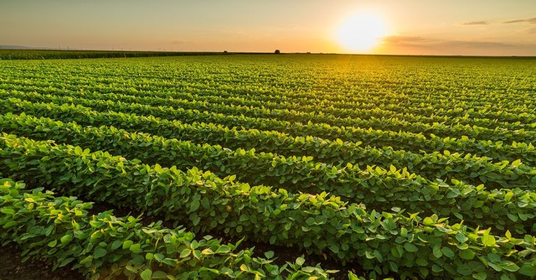 O Que São Os Bioinsumos E Qual A Sua Importância Na Agricultura