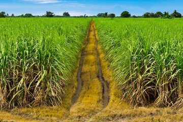 Preço Do Açúcar Atinge Maior Pico Dos Últimos 11 Anos E É Destaque Nas Notícias Agrícolas