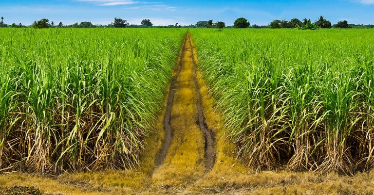 Preço Do Açúcar Atinge Maior Pico Dos Últimos 11 Anos E É Destaque Nas Notícias Agrícolas