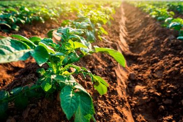 Quais São As Vantagens Do Uso Do Map Na Agricultura?