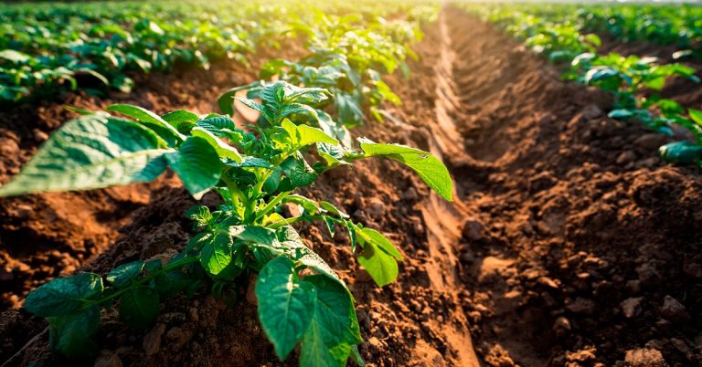 Quais São As Vantagens Do Uso Do Map Na Agricultura?