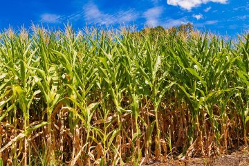 Veja 7 Dicas Para Escolher As Melhores Máquinas Agrícolas Para O Cultivo Do Milho