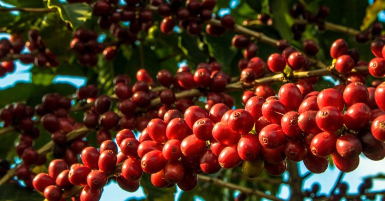 Agricultor De Sucesso Do Cerrado Mineiro Conta Como O K Forte® Ajudou A Melhorar A Produtividade Do Café