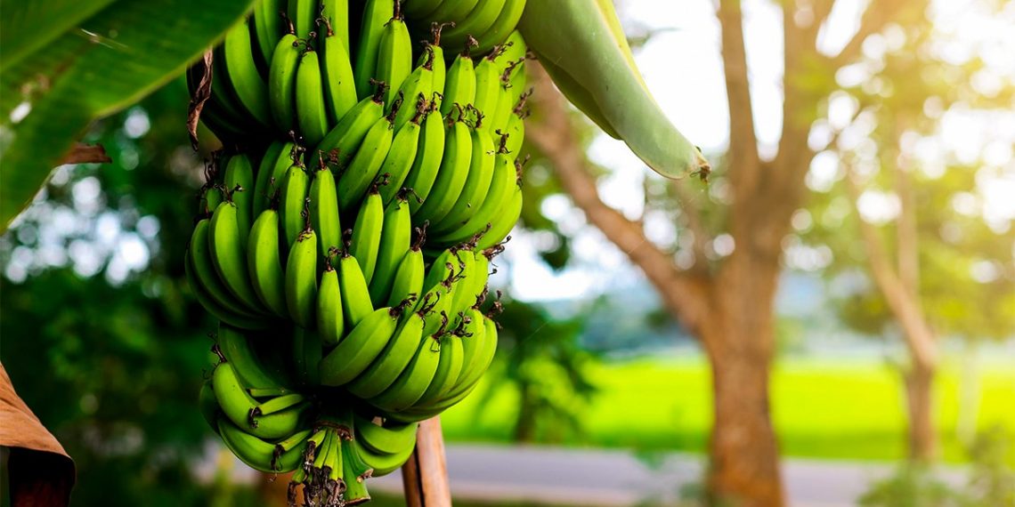 Estudo De Caso Baks® Para Adubação Da Banana