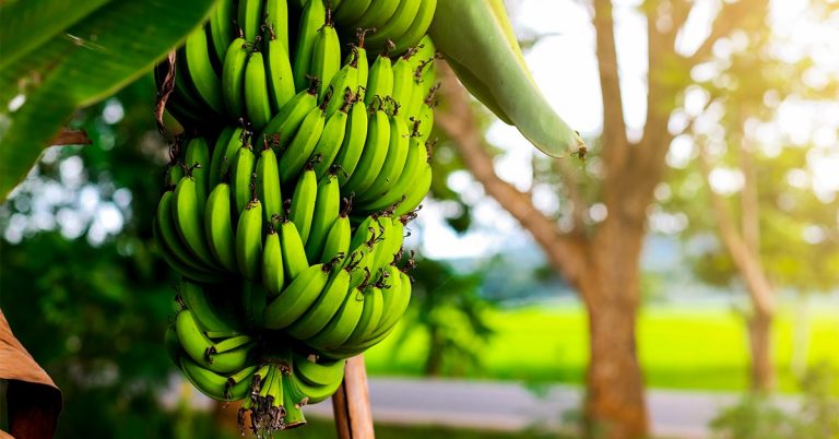 Estudo De Caso Baks® Para Adubação Da Banana