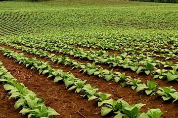 Estudo De Caso Baks® Para Adubação Do Tabaco