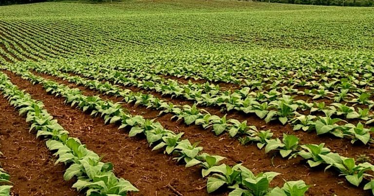 Estudo De Caso Baks® Para Adubação Do Tabaco