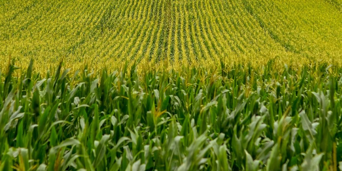 Notícias Agrícolas: Mercado Futuro Do Milho Tem Avanços Positivos Na Bolsa De Chicago