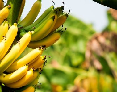 Por Que Você Deve Fazer A Adubação Com Fósforo Na Banana?