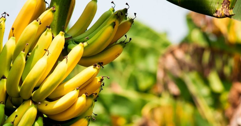 Por Que Você Deve Fazer A Adubação Com Fósforo Na Banana?