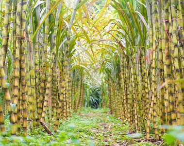 Saiba Como O K Forte® Ajudou A Melhorar A Eficiência Do Manejo De Agricultor Referência Do Setor Sucroenergético