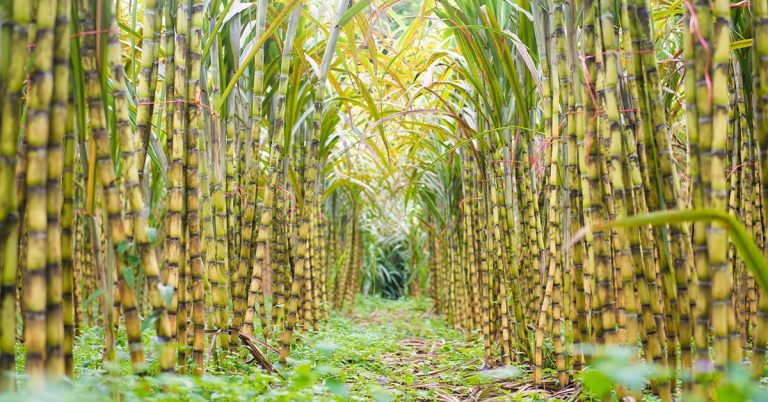 Saiba Como O K Forte® Ajudou A Melhorar A Eficiência Do Manejo De Agricultor Referência Do Setor Sucroenergético