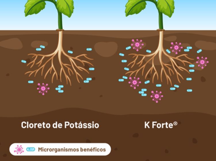 Estudo Do Dr. Roberto Santinato E Do Dr. Fernando Dini Andreote Avalia Impacto Do Cloreto De Potássio Nos Microrganismos De Solo - Cloreto De Potassio K Forte